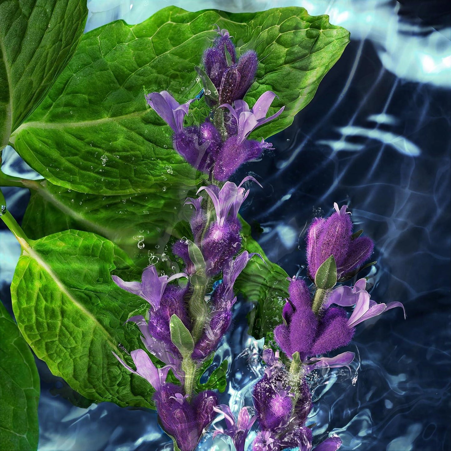 Purple flowers and green leaves submerged in clear water, skincare botanical concept